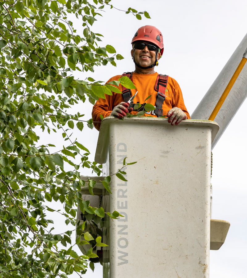 Tree Care service photo