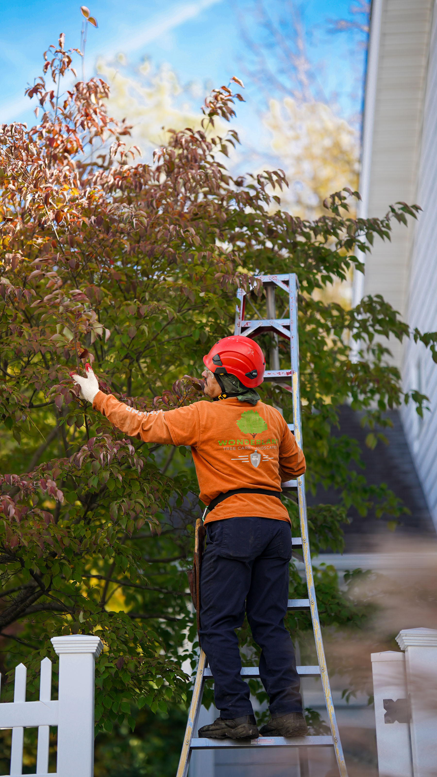 landscape staff doing renewal pruning