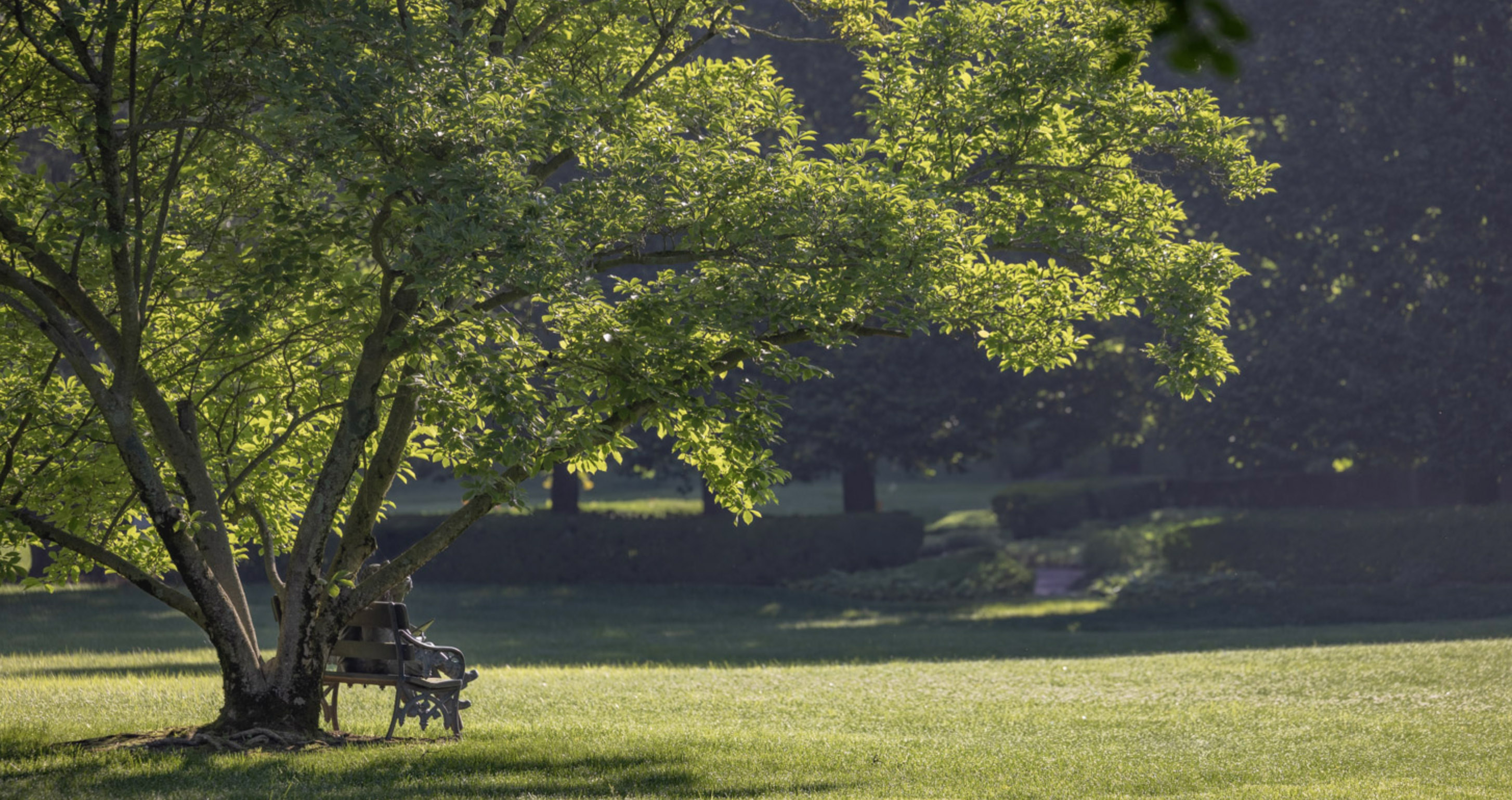 bench under tree