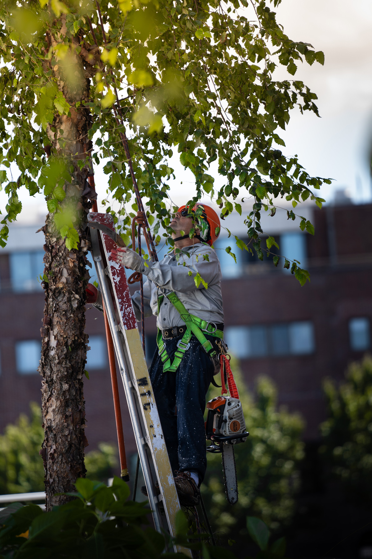 Wonderland Tree Care crew member climbing and pruning a tree