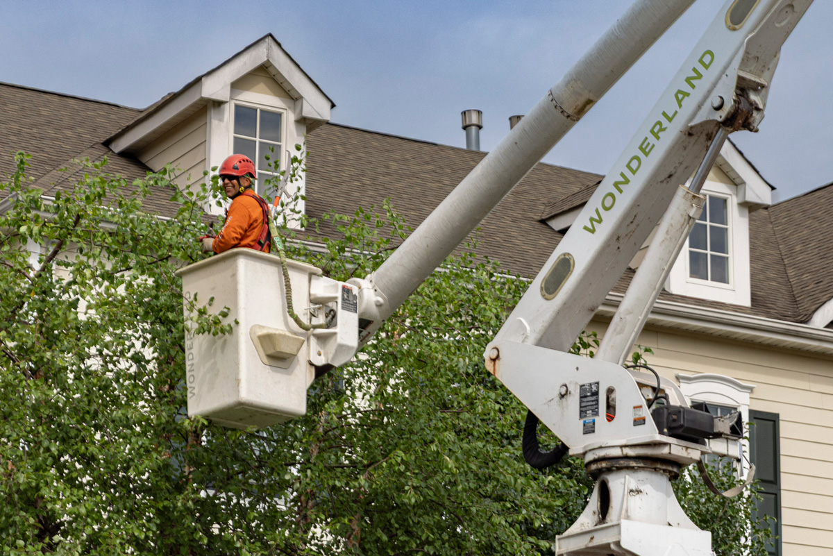 Wonderland Tree Care crew member working from a bucket truck